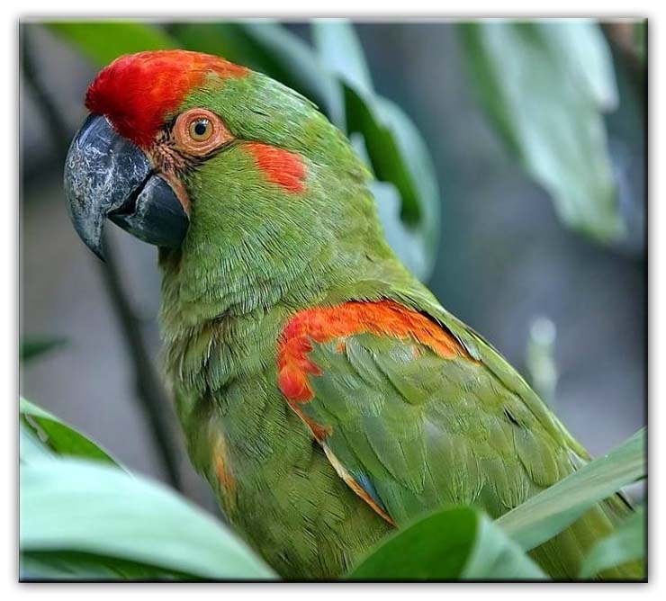  פרונט - Red-fronted Macaw.jpg